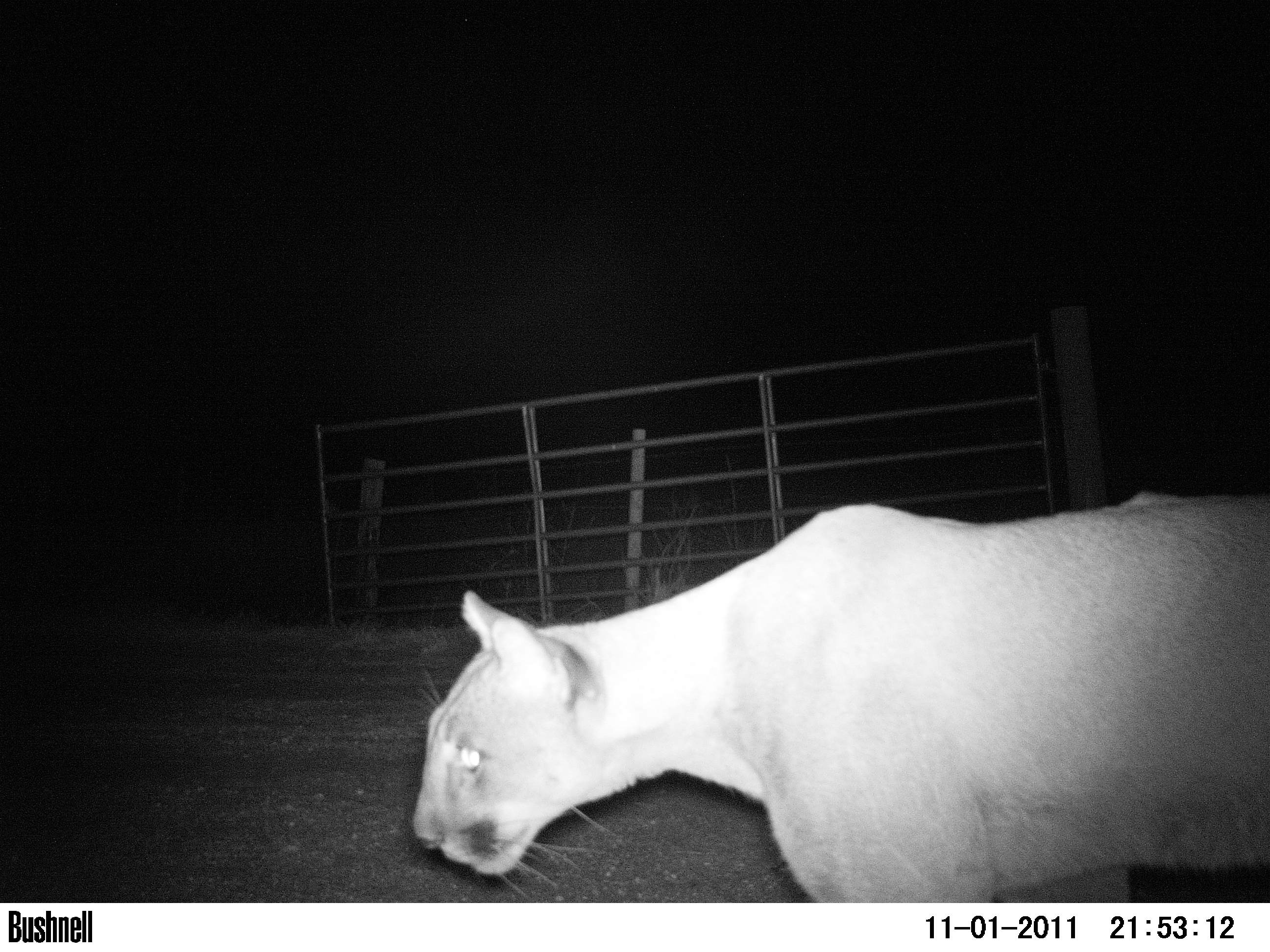 Female panther caught on camera trap